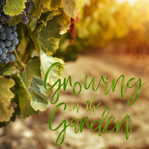 Growing in the Garden (Week 7) – New Earth (Revelation 22:1-6)